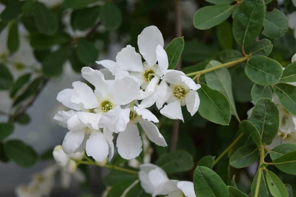 Exochorda x macrantha 'The Bride' 80-100 cm